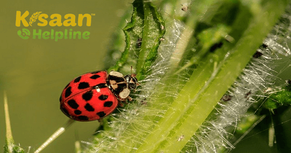 लेडी बर्ड बीटल, जाने ये किस तरह से है किसान का मित्र