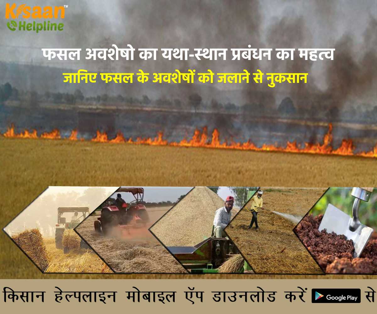 फसल अवशेषो का यथा-स्थान प्रबंधन का महत्व, जानिए फसल के अवशेषों को जलाने से नुकसान