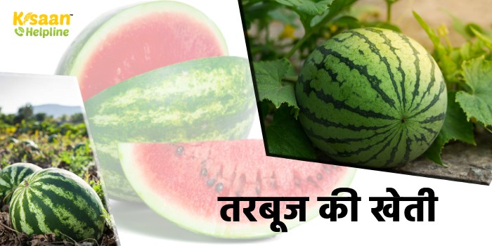 तरबूज की खेती से किसान भाई कम समय में कमा सकते है ज्यादा मुनाफा 