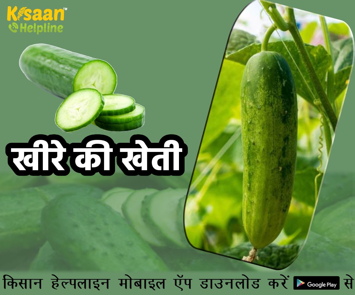 गर्मी में करें खीरे की खेती और कमाएं अधिक लाभ