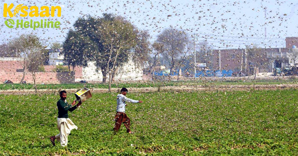 कृषि मंत्री श्री नरेंद्र सिंह तोमर ने डेजर्ट टिड्डी नियंत्रण पर कीटनाशक उद्योग के प्रतिनिधियों के साथ बातचीत की