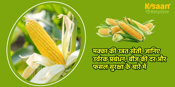 मक्का की उन्नत खेती, जानिए उर्वरक प्रबंधन, बीज की दर और फसल सुरक्षा के बारे में 