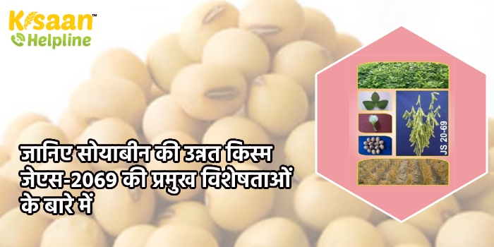 जानिए सोयाबीन की उन्नत किस्म जेएस-2069 की प्रमुख विशेषताओं के बारे में