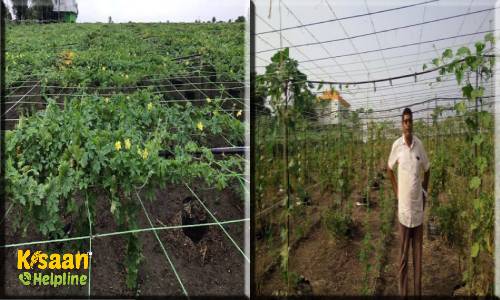 Successful farming:  दूध, हल्दी, और गोमूत्र जैसी चीजों से बनी सफल खेती, विदेशों से सीखने आते हैं किसान