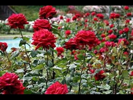 यहां बंजर खेतों में महक रहें उम्मीदों के गुलाब, ऑस्ट्रेलिया तक जा रहा यहाँ का गुलाब जल