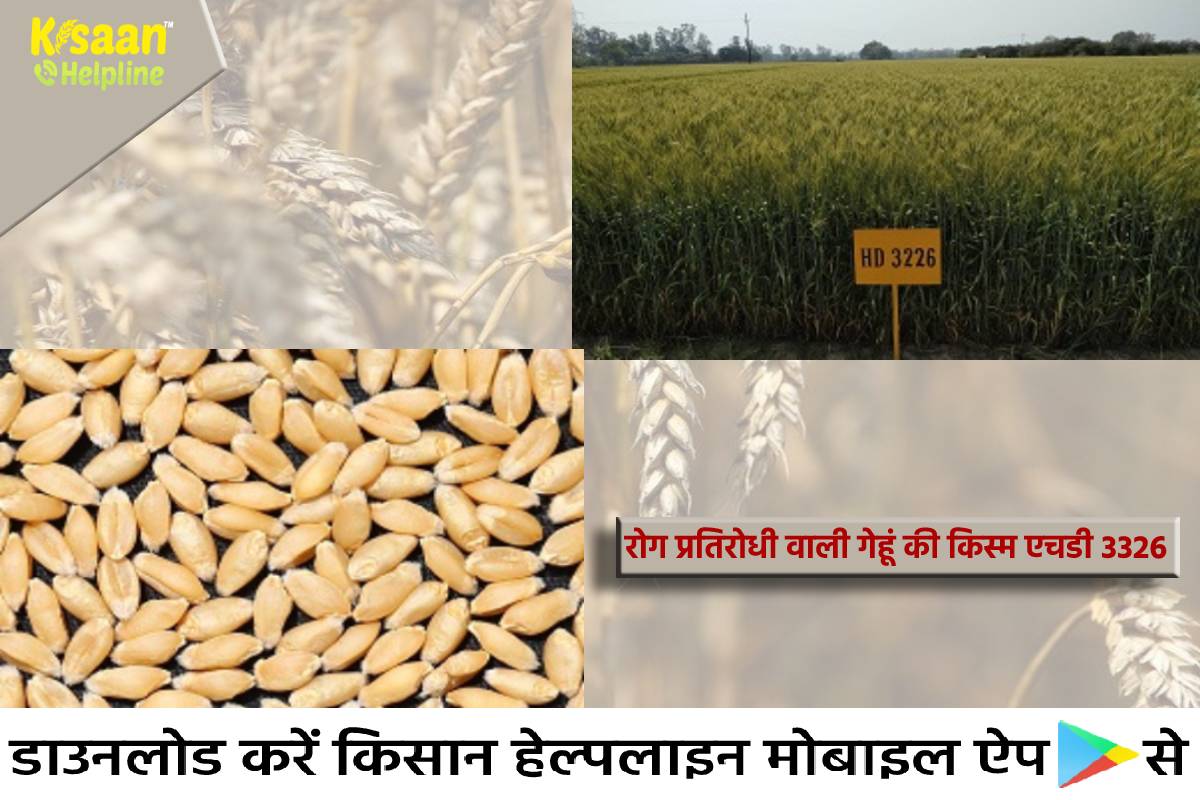 रोग प्रतिरोधी वाली गेहूं की किस्म एचडी 3326, जानिए इसकी गुणवत्ता का मापदंड और उत्पादन क्षमता के बारे में