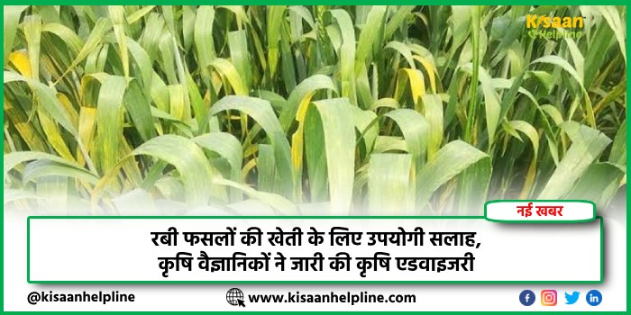 रबी फसलों की खेती के लिए उपयोगी सलाह, कृषि वैज्ञानिकों ने जारी की कृषि एडवाइजरी