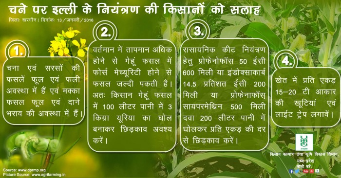 चने पर इल्ली के नियंत्रण की किसानों को सलाह