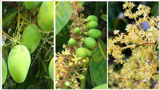 आम में अनियमित फल रोकने और हर साल आम के फल लेने के लिए ये उपाय करे