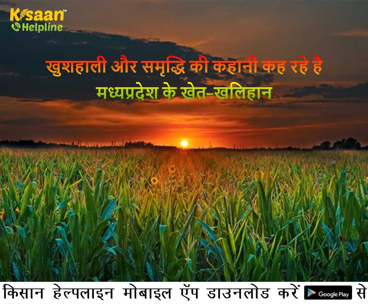 खुशहाली और समृद्धि की कहानी कह रहे है मध्यप्रदेश के खेत-खलिहान