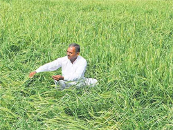 ओलावृष्टि से हुए फसलों के नुकसान पर मंत्री के जवाब से सदन में हंगामा
