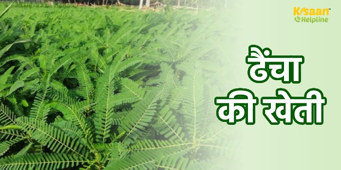 हरी खाद के लिए करें ढैंचा की खेती और बढ़ाएं खेत की उपजाऊ क्षमता