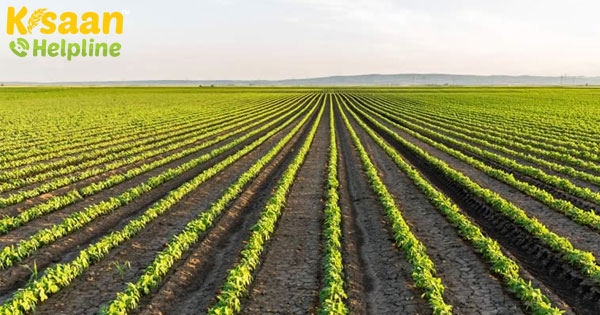 जर्मनी में बड़े पैमाने पर पट्टी की खेती का परीक्षण बहुत आशाजनक है