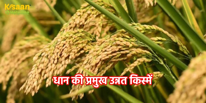 Paddy Varieties : धान की प्रमुख उन्नत किस्में, जानिए इन किस्मों की विशेषताओं और पैदावार के बारे में