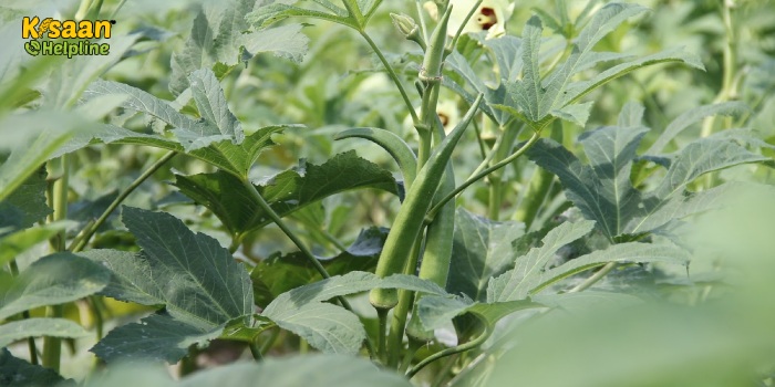 जून-जुलाई में करें भिंडी की बुवाई, कम लागत में कमाएं अधिक मुनाफा