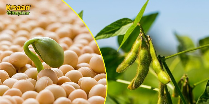 सोयाबीन की नई उन्नत किस्में , जानिए मध्य क्षेत्र के लिए अनुशंसित सोयाबीन की उन्नत किस्मों के नाम