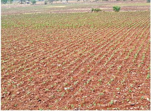 बारिश की खेंच