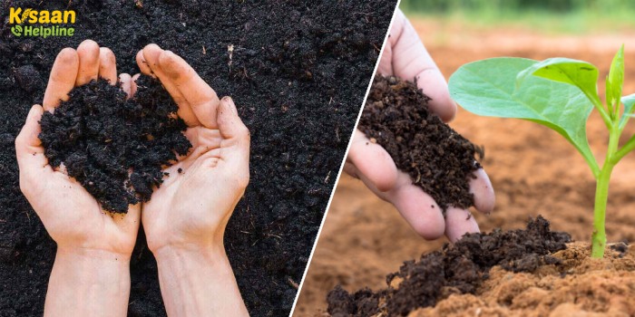 जैविक खेती में फसल की अच्छी उपज के लिए आवश्यक है वर्मीकम्पोस्ट