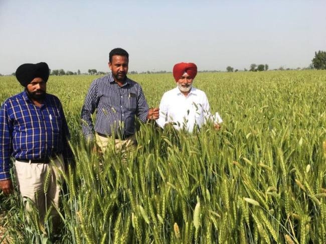 किसान जसप्रीत ने दिखाई दूसरों को राह, बिना पराली जलाए कमाए अधिक मुनाफा