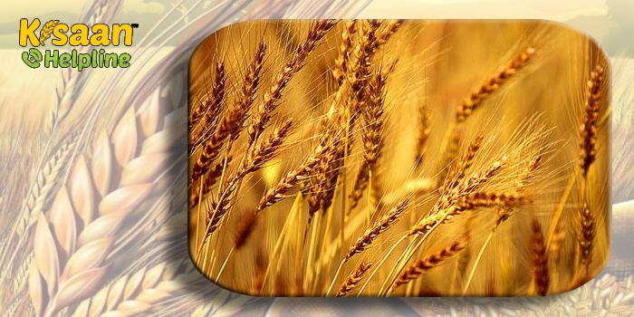 गेहूं की कुछ खास किस्में जो किसानों के लिए वरदान, देगी बारिश-आंधी और ओले तक को मात