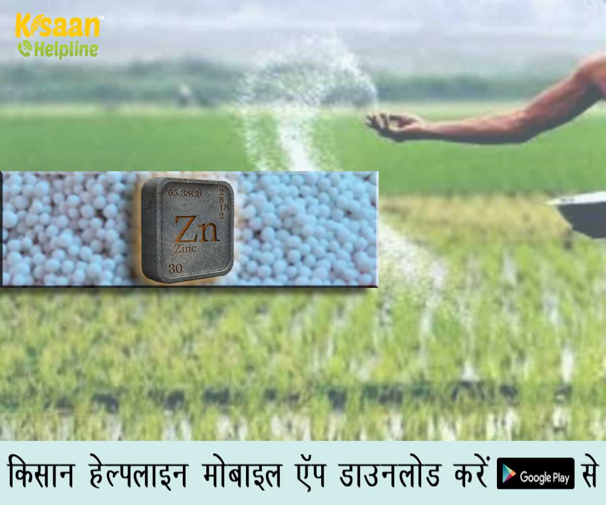 खाद्य सुरक्षा हासिल करने के लिए भारत को कृषि में अधिक जस्ता (Zinc) का उपयोग करने की आवश्यकता