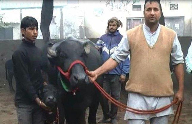 ऑडी से भी महंगी है ये भैंस, कीमत सुनकर चौंक जाएंगे आप