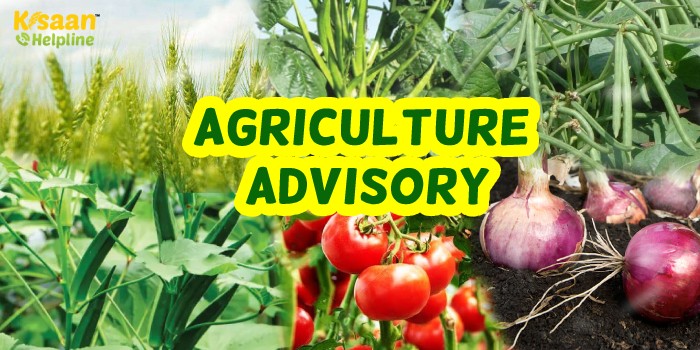 पूसा के कृषि वैज्ञानिकों ने जारी की खेती से जुड़ी महत्वपूर्ण एडवाइजरी, किसान भाई रखें इन बातों का ध्यान