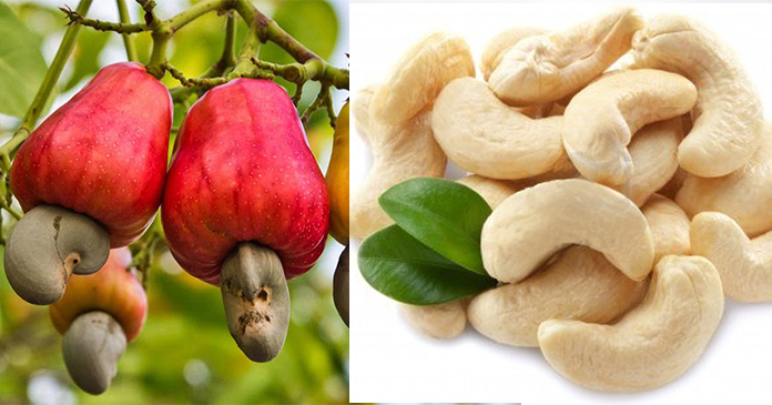 भारत का यह शहर, जहाँ आलू-प्याज से भी सस्ते काजू बिकते हैं!