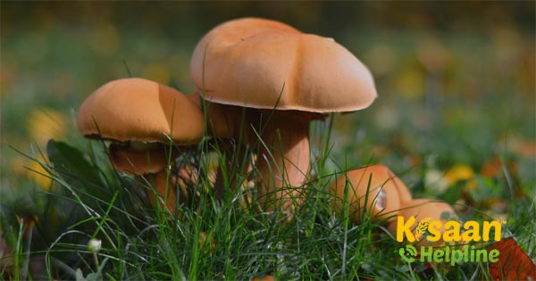 कैसे की जाती है, मशरूम की खेती पढ़ें सम्पूर्ण जानकारी