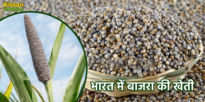 भारत में बाजरा की खेती : जानिए बाजरे की उन्नत खेती के लिए सही तकनीक