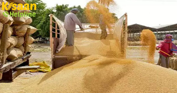 भारत का खाद्यान्न उत्पादन 2019-20 में रिकॉर्ड 295.67 मीट्रिक टन तक पहुंचने का अनुमान