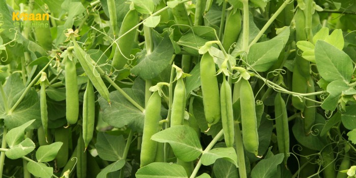 वैज्ञानिकों ने विकसित की मटर की दो नई किस्में, जिनकी बुवाई करने पर मिलेगी बंपर पैदावार