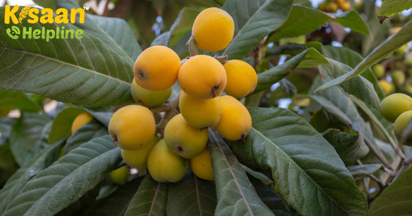 लोकाट से होगा मुनाफा, जून में ऐसे करें वैज्ञानिक विधि से खेती