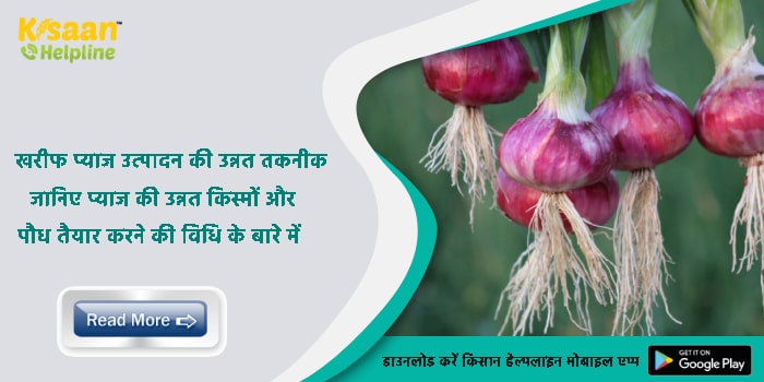 खरीफ प्याज उत्पादन की उन्नत तकनीक,  जानिए प्याज की उन्नत किस्मों और पौध तैयार करने की विधि के बारे में  