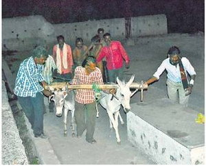  जिले से रूठे मानसून को मनाने के लिए मंदसौर मै गधे चलाकर नमक की बुआई की