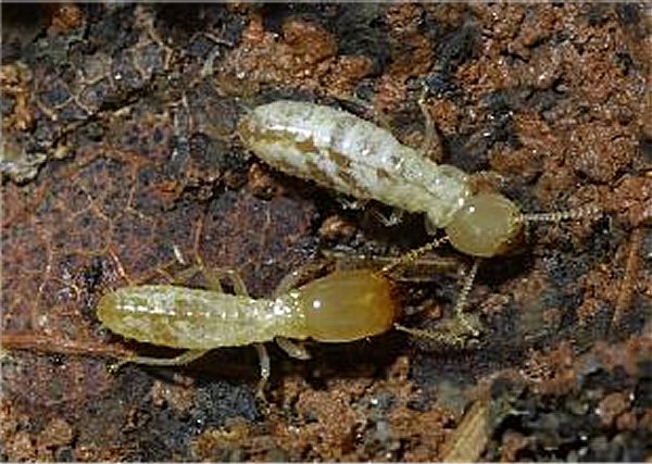 किसान भाई ध्यान दे, अपने खेतों को इन घातक कीटो से बचाये, जाने क्या है विधि