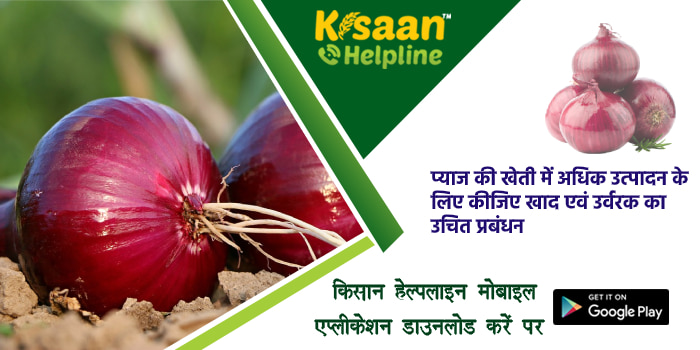 प्याज की खेती में अधिक उत्पादन के लिए कीजिए खाद एवं उर्वरक का उचित प्रबंधन
