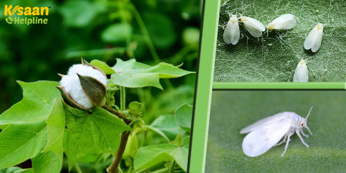 Cotton Farming : सफेद मक्खी कीट से करें कपास फसल की सुरक्षा, जानिए सफ़ेद मक्खी के नियंत्रण के उपाय