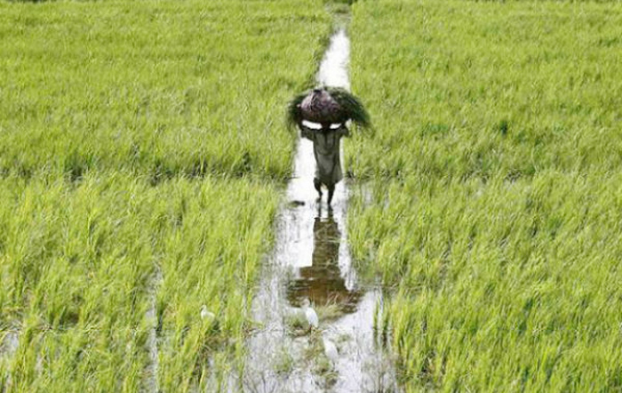 आज से शुरू होंगे खरीफ फसलों की समर्थन मूल्य पर खरीदी के लिए पंजीयन, शेयर करे