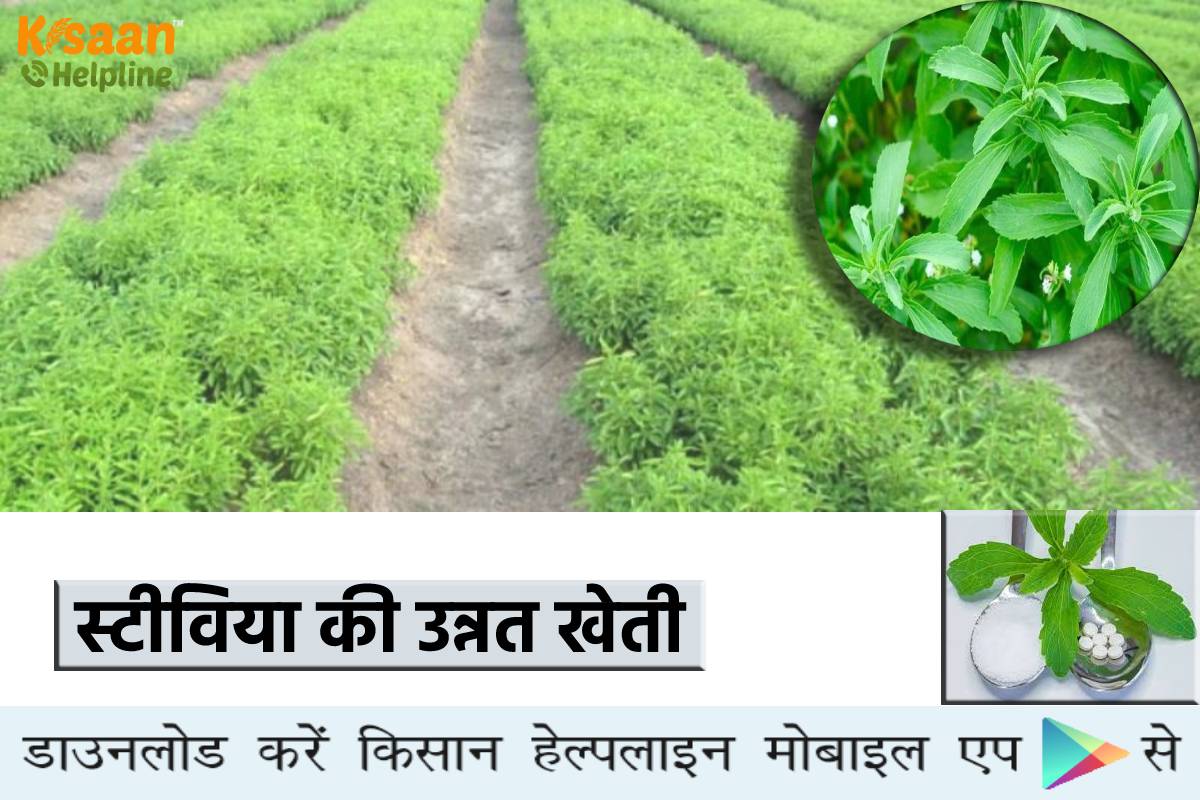 औषधीय पौधे की खेती: स्टीविया की खेती से कमा सकते है लाखों रुपये, लागत कम और मुनाफा ज्यादा