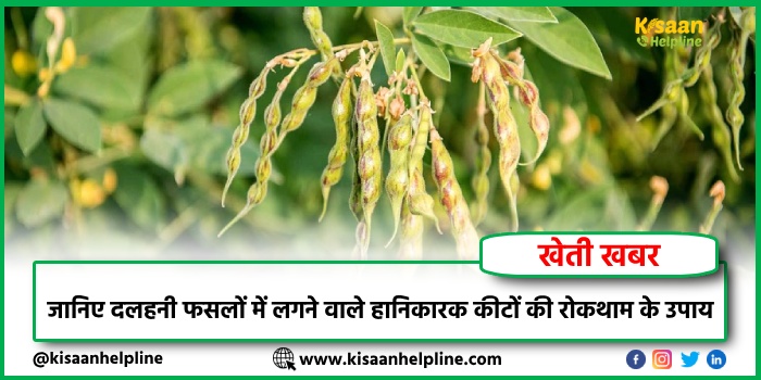 जानिए दलहनी फसलों में लगने वाले हानिकारक कीटों की रोकथाम के उपाय 