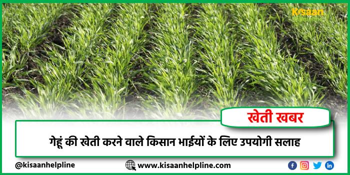 गेहूं की खेती करने वाले किसान भाईयों के लिए उपयोगी सलाह