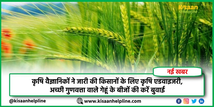 कृषि वैज्ञानिकों ने जारी की किसानों के लिए कृषि एडवाइजरी, अच्छी गुणवत्ता वाले गेहूं के बीजों की करें बुवाई
