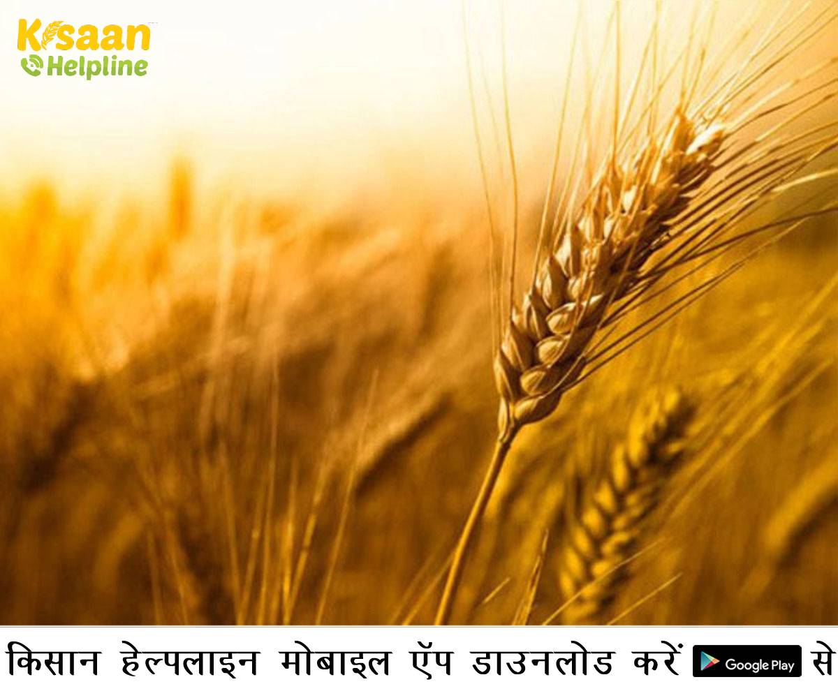 पूसा के कृषि वैज्ञानिकों ने जारी की एडवाइजरी, कृषि वैज्ञानिकों के अनुसार किसानों को निम्न कृषि कार्य करने की सलाह दी 