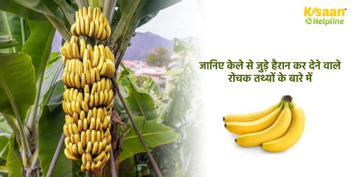 जानिए केले से जुड़े हैरान कर देने वाले रोचक तथ्यों के बारे में 
