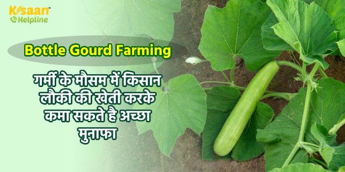 Bottle Gourd Farming : गर्मी के मौसम में किसान लौकी की खेती करके कमा सकते है अच्छा मुनाफा