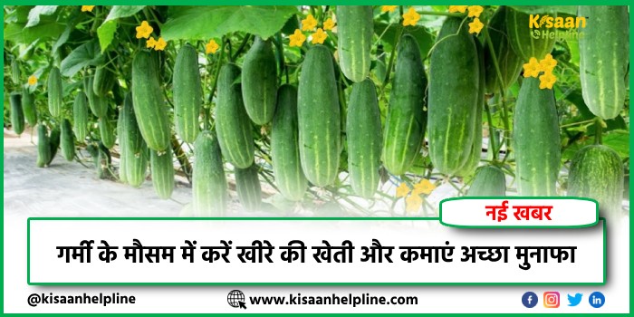 गर्मी के मौसम में करें खीरे की खेती और कमाएं अच्छा मुनाफा