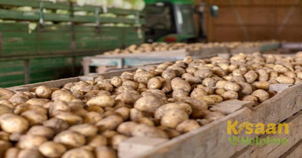 आलू भंडारण के विभिन्न तरीके, जिन्हें किसान अपना सकते हैं