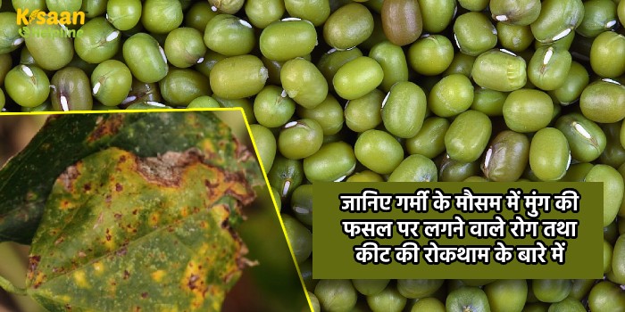 जानिए गर्मी के मौसम में मुंग की फसल पर लगने वाले रोग तथा कीट की रोकथाम के बारे में
