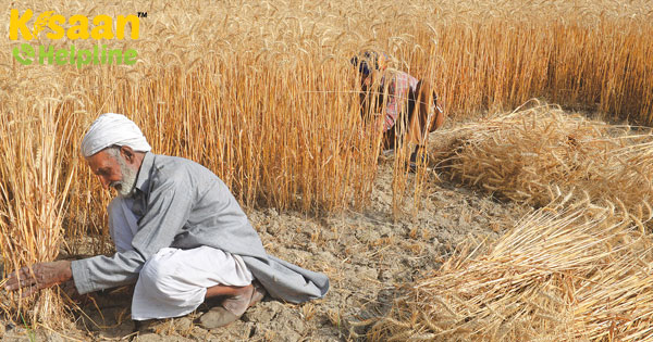 गेहूं की खरीदी के बाद, खरीफ के लिए सरकार की क्या है रणनीति